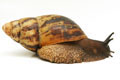 Archachatina marginata ssp. Cameroon 6 adult